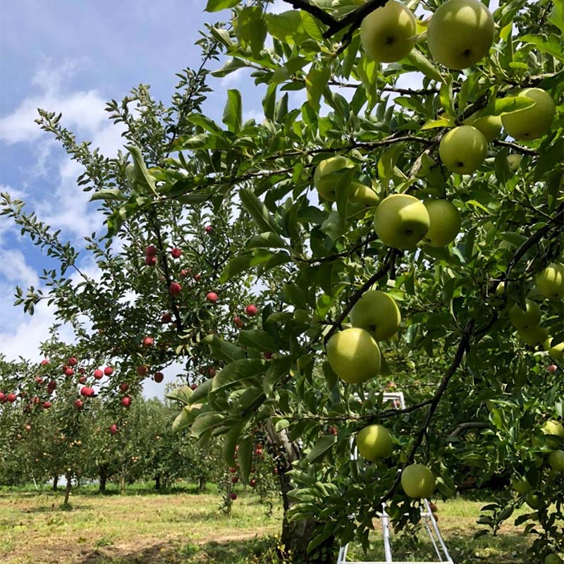 【ふるさと納税】 【令和7年産先行予約】 〈訳あり品 家庭用〉 りんご ｢シナノゴールド｣ 約3kg (8～12玉前後) 《令和7年10月中旬～発送》 『平農園』 リンゴ 果物 フルーツ 産地直送 生産農家直送 山形県 南陽市 [1647] サムネイル2