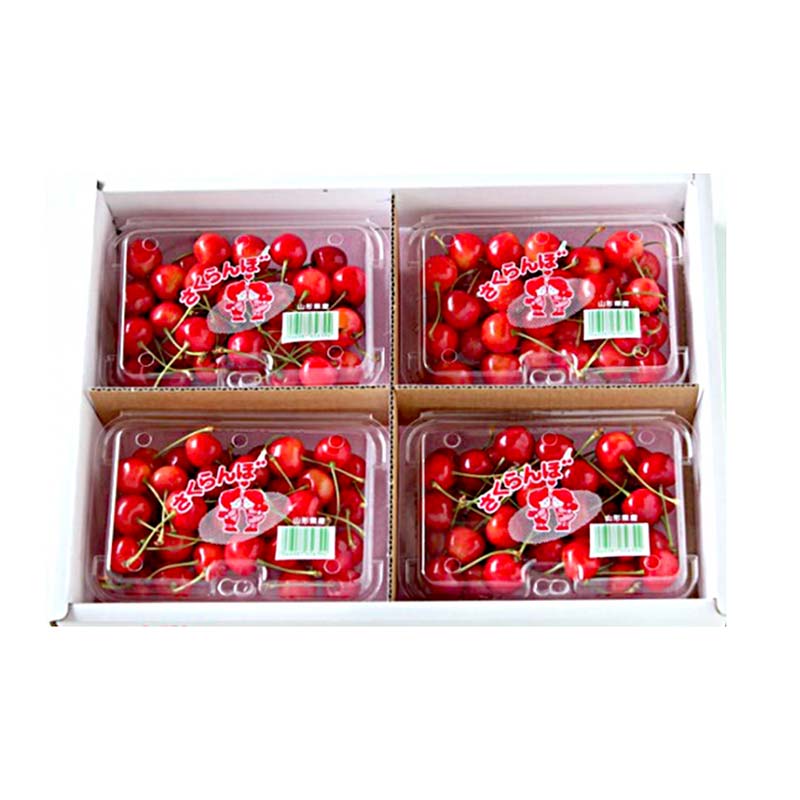 【ふるさと納税】 【令和8年産先行予約】 〈訳あり品 家庭用〉 さくらんぼ 「佐藤錦」 約800g (200g×4パック Mサイズ) 《令和8年6月中旬～発送》 『田口農園』 サクランボ 生産農家直送 小分け 果物 フルーツ 山形県 南陽市 [1691] サムネイル2