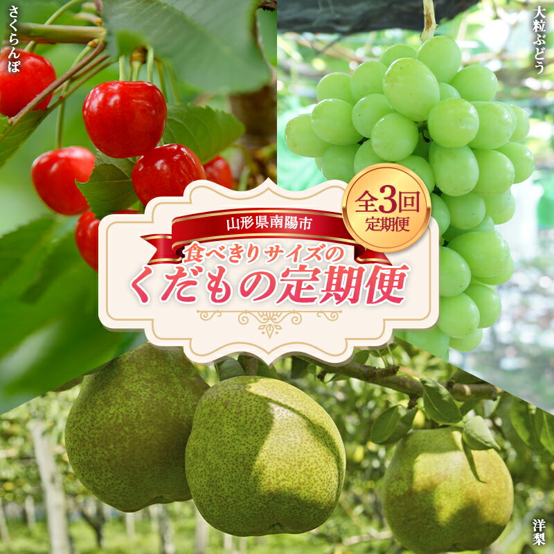 【令和8年産先行予約】 《定期便3回》 食べきりサイズの くだもの定期便 『南陽中央青果市場』 さくらんぼ シャインマスカット ラ・フランス 果物 フルーツ 山形県 南陽市 [1745-R8]
