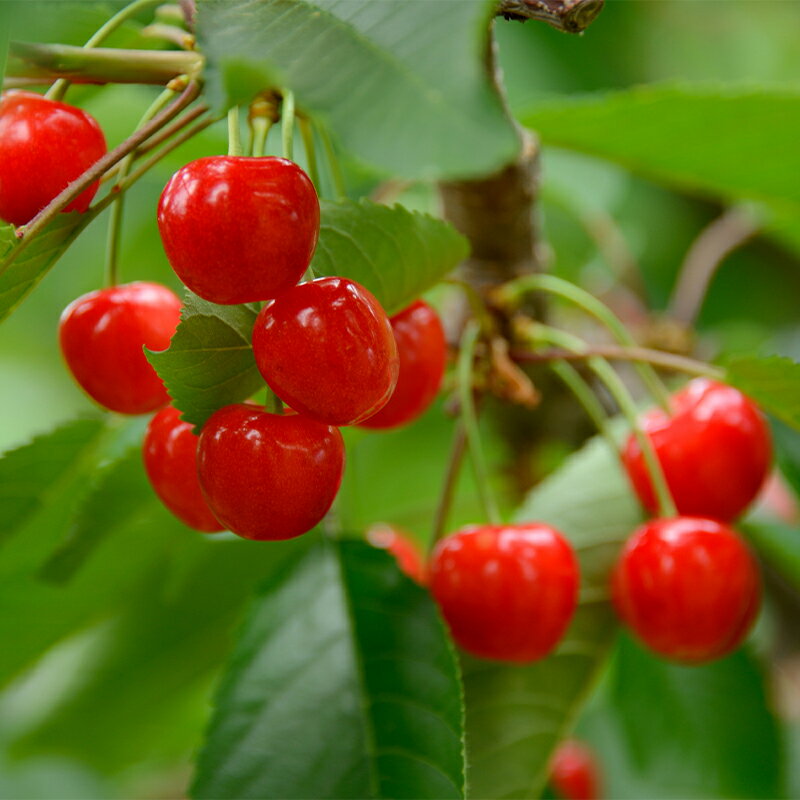 【ふるさと納税】 【令和8年産先行予約】 《定期便3回》 食べきりサイズの くだもの定期便 『南陽中央青果市場』 さくらんぼ シャインマスカット ラ・フランス 果物 フルーツ 山形県 南陽市 [1745-R8] サムネイル2