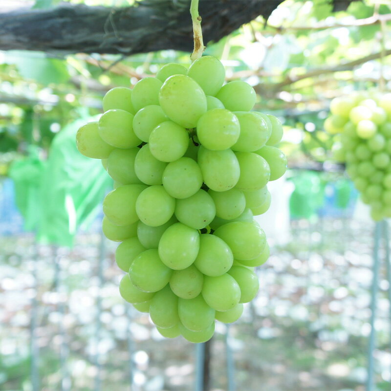 【ふるさと納税】 【令和8年産先行予約】 《定期便3回》 食べきりサイズの くだもの定期便 『南陽中央青果市場』 さくらんぼ シャインマスカット ラ・フランス 果物 フルーツ 山形県 南陽市 [1745-R8] サムネイル3