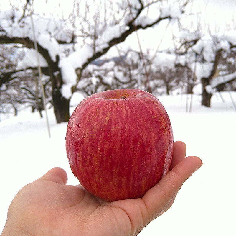【ふるさと納税】【令和7年産先行予約】 雪んこ 完熟ふじりんご 約10kg バラ詰め 《令和8年1月上旬～発送》 【全国りんご選手権 銀賞】 『船中農園』 りんご リンゴ ふじ ふじりんご 完熟 果物 フルーツ デザート 山形県 南陽市 [696] サムネイル3