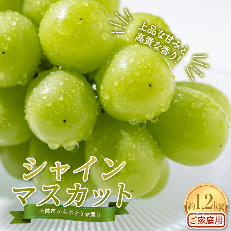 【令和8年産先行予約】〈家庭用〉 シャインマスカット 約1.2kg (2～3房) 《令和8年10月上旬～発送》 『紺野農園』 山形県 南陽市 [1914-R8]