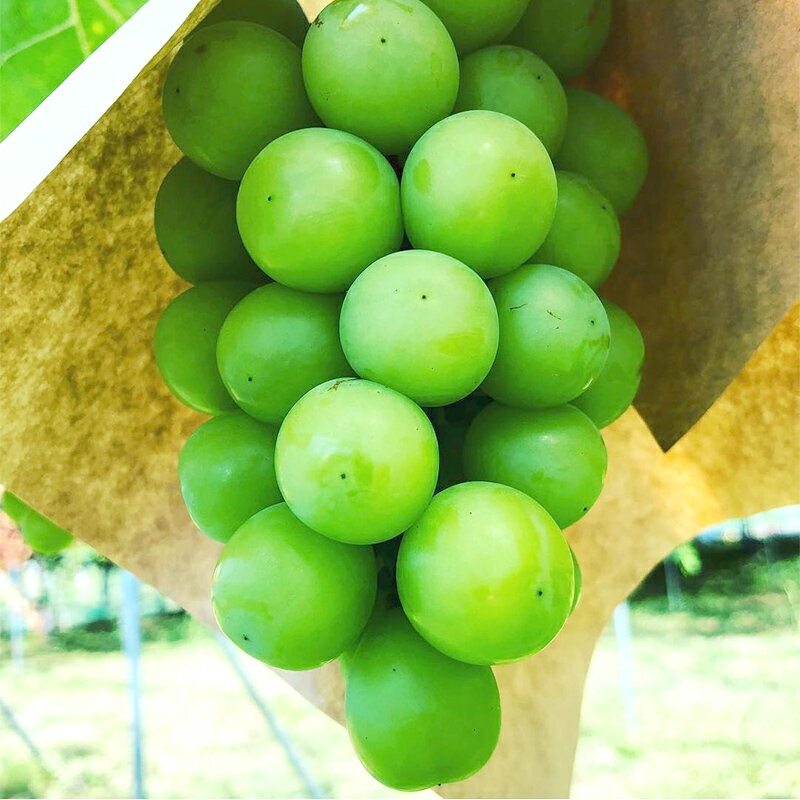 【ふるさと納税】 【令和8年産先行予約】〈家庭用〉 シャインマスカット 約1.2kg (2～3房) 《令和8年10月上旬～発送》 『紺野農園』 山形県 南陽市 [1914-R8] サムネイル2