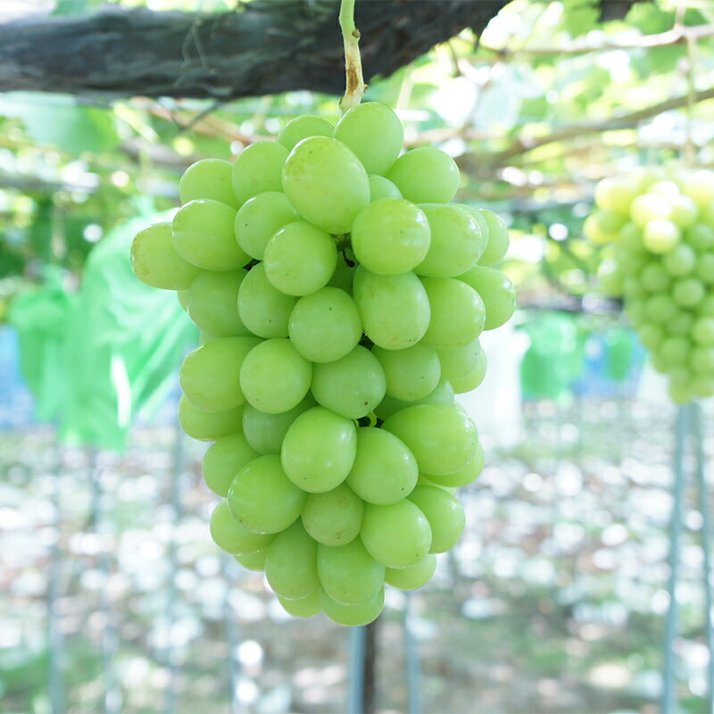 【ふるさと納税】 【令和8年産先行予約】〈家庭用〉 シャインマスカット 約1.2kg (2～3房) 《令和8年10月上旬～発送》 『紺野農園』 山形県 南陽市 [1914-R8] サムネイル3