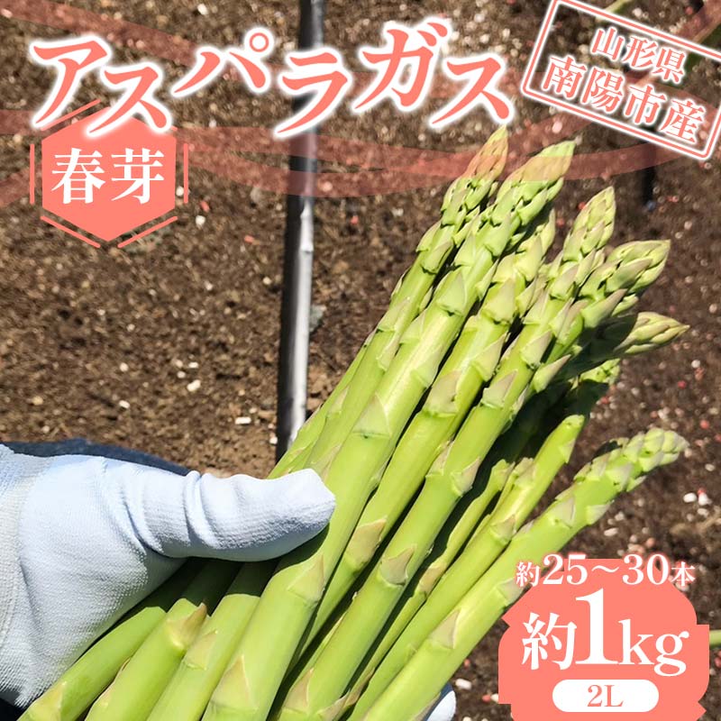【令和8年産先行予約】 アスパラガス （春芽） 約1kg （2Lサイズ 約25〜30本前後） 《令和8年5月上旬〜発送》 『みつば農園』 山形県 南陽市 [1953]