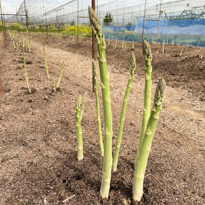 【ふるさと納税】 【令和8年産先行予約】 アスパラガス （春芽） 約1kg （2Lサイズ 約25〜30本前後） 《令和8年5月上旬〜発送》 『みつば農園』 山形県 南陽市 [1953] - 画像2