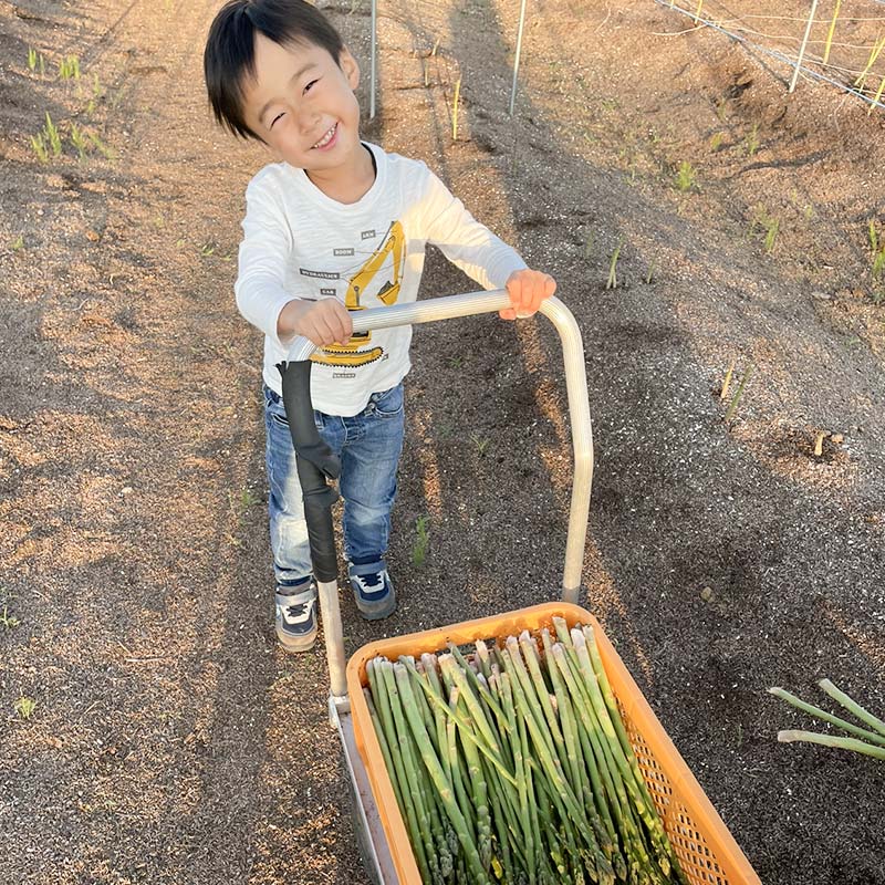 【ふるさと納税】 【令和8年産先行予約】 アスパラガス （春芽） 約1kg （2Lサイズ 約25〜30本前後） 《令和8年5月上旬〜発送》 『みつば農園』 山形県 南陽市 [1953] - 画像3