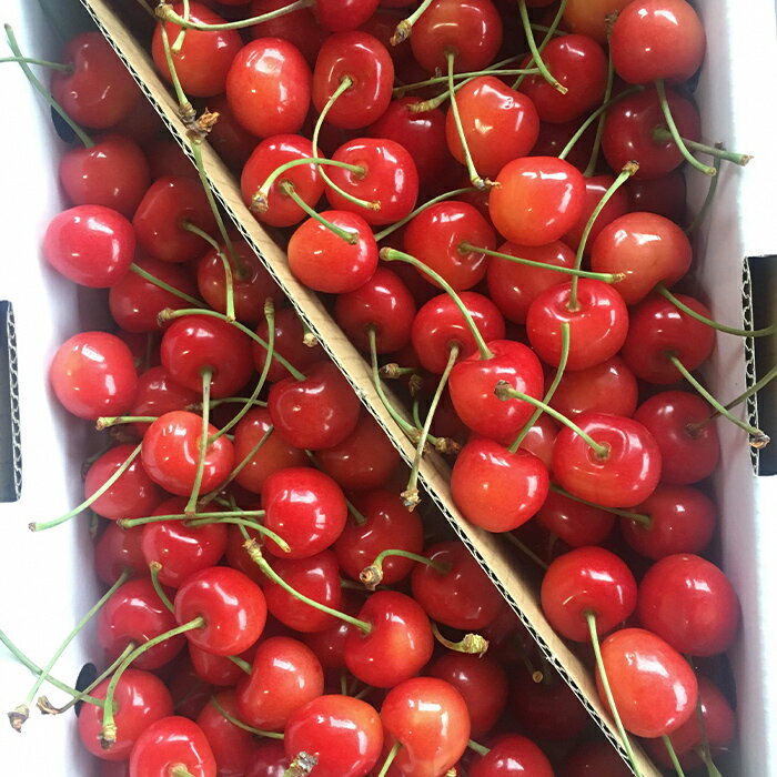 【ふるさと納税】 【令和8年産先行予約】 《定期便3回》 くだもの”ちょっとずつ”定期便 『南陽中央青果市場』 さくらんぼ シャインマスカット りんご ラ・フランス 山形県 南陽市 [1013-R8] サムネイル2