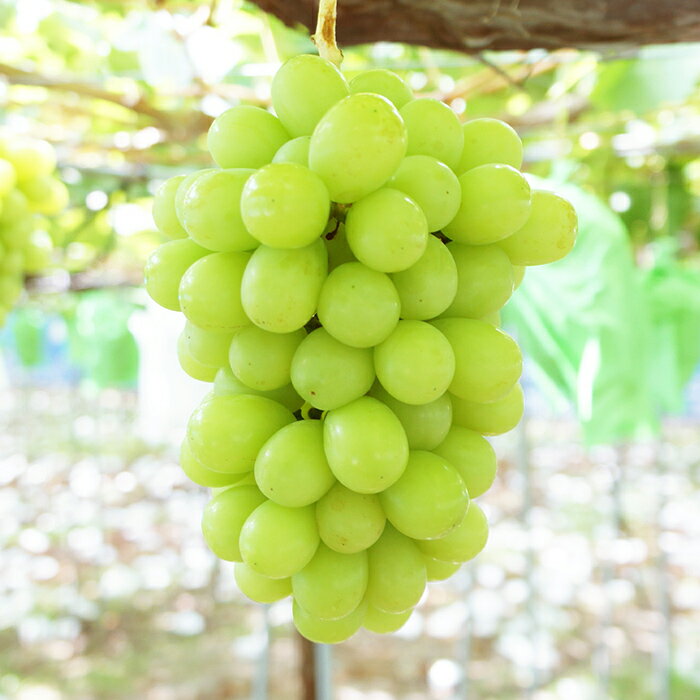 【ふるさと納税】 【令和8年産先行予約】 《定期便3回》 くだもの”ちょっとずつ”定期便 『南陽中央青果市場』 さくらんぼ シャインマスカット りんご ラ・フランス 山形県 南陽市 [1013-R8] サムネイル3