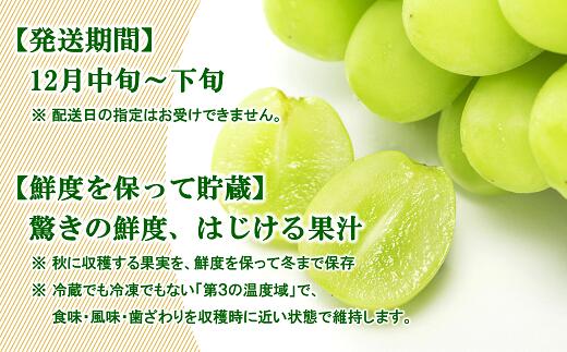 【ふるさと納税】 【令和7年産先行予約】 JA 冬のシャインマスカット 約1.5kg (2～3房 秀) 《令和7年12月中旬～下旬発送》 『JA山形おきたま』 山形県 南陽市 [2055] サムネイル2