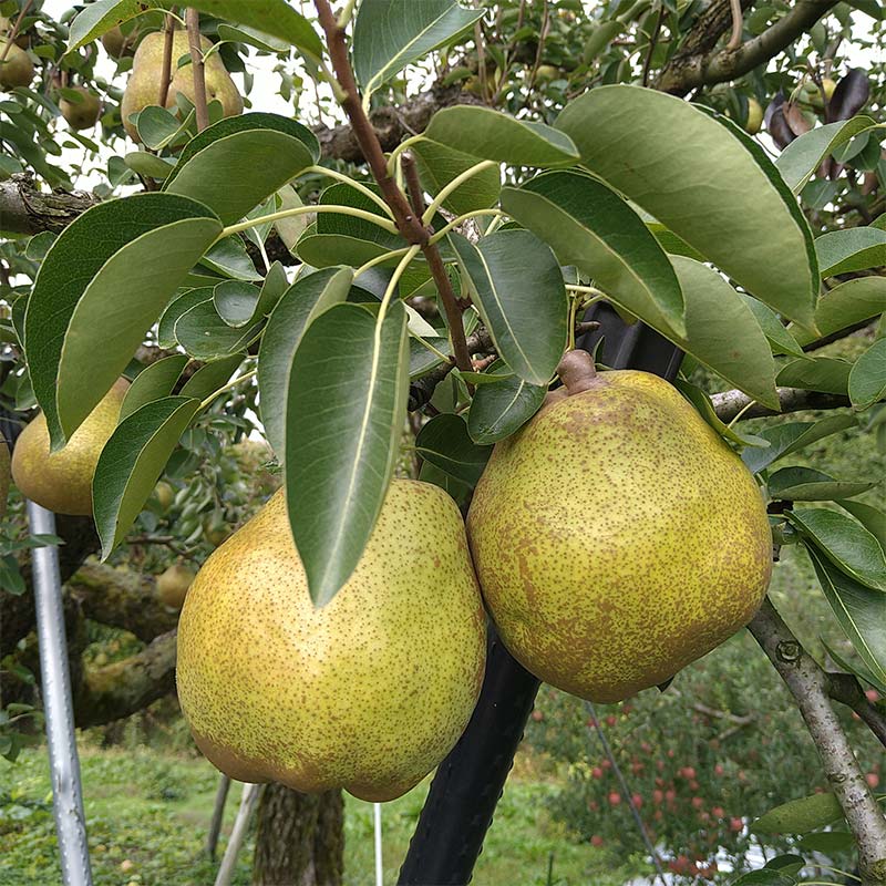 【ふるさと納税】【令和7年産先行予約】 ラ・フランス & 完熟ふじりんご 詰合せ 約3kg (2L～3L) 《令和7年11月中旬～発送》 【全国りんご選手権 銀賞】 『船中農園』 山形県 南陽市 [2177] サムネイル2