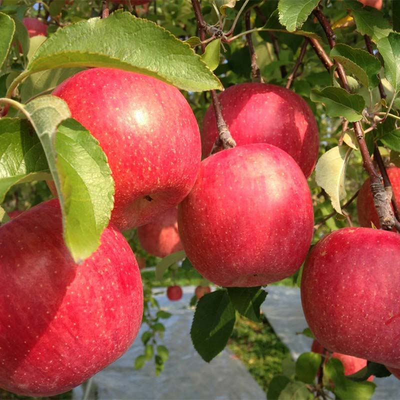 【ふるさと納税】【令和7年産先行予約】 ラ・フランス & 完熟ふじりんご 詰合せ 約3kg (2L～3L) 《令和7年11月中旬～発送》 【全国りんご選手権 銀賞】 『船中農園』 山形県 南陽市 [2177] サムネイル3