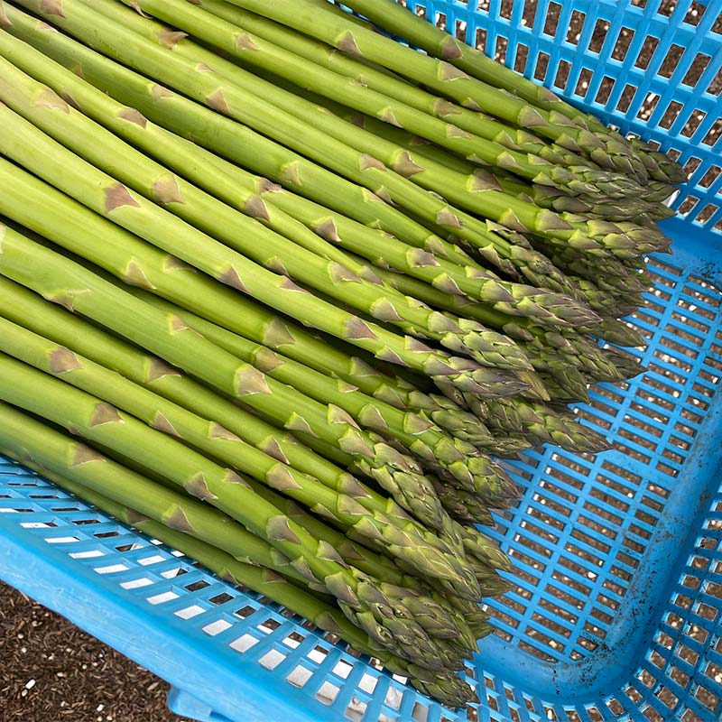 【ふるさと納税】【令和8年産先行予約】 アスパラガス (春芽) 約1kg (2Lサイズ 約25～30本前後) 《令和8年5月～発送》 『生産者 紺野 幸陽』 グリーン 山形南陽産 農家直送 山形県 南陽市 [2242] - 画像2
