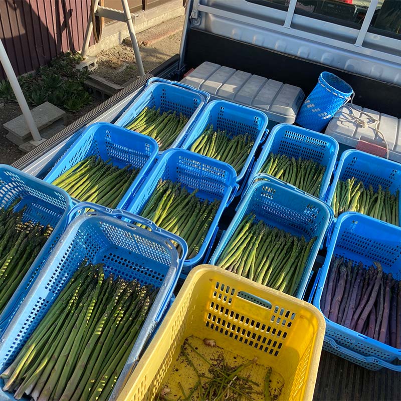 【ふるさと納税】【令和8年産先行予約】 アスパラガス (春芽) 約1kg (2Lサイズ 約25～30本前後) 《令和8年5月～発送》 『生産者 紺野 幸陽』 グリーン 山形南陽産 農家直送 山形県 南陽市 [2242] - 画像3