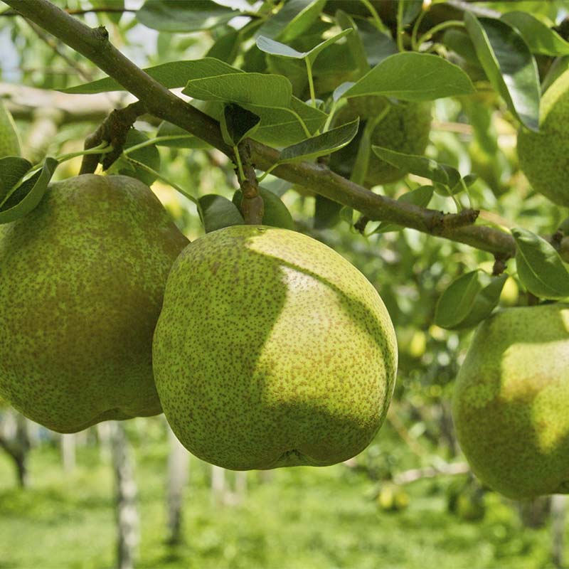 【ふるさと納税】 【令和8年産先行予約】 大玉ラ・フランス 約3kg (7～8玉 特秀 5L) 《令和8年10月中旬～発送》 『生産者 沼澤 裕太』 ラフランス 西洋梨 洋なし 果物 フルーツ デザート 山形南陽産 山形県 南陽市 [2249-R8] サムネイル3