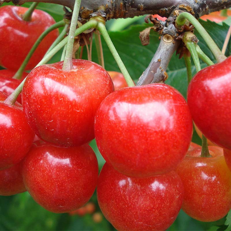 【ふるさと納税】 【令和8年産先行予約】 《定期便2回》 赤い宝石！さくらんぼの楽園便 「佐藤錦・紅秀峰」 各約800g (約200g×4パック 秀 L以上) 『フードシステムズ』 サクランボ 果物 フルーツ 山形県 南陽市 [894] サムネイル2