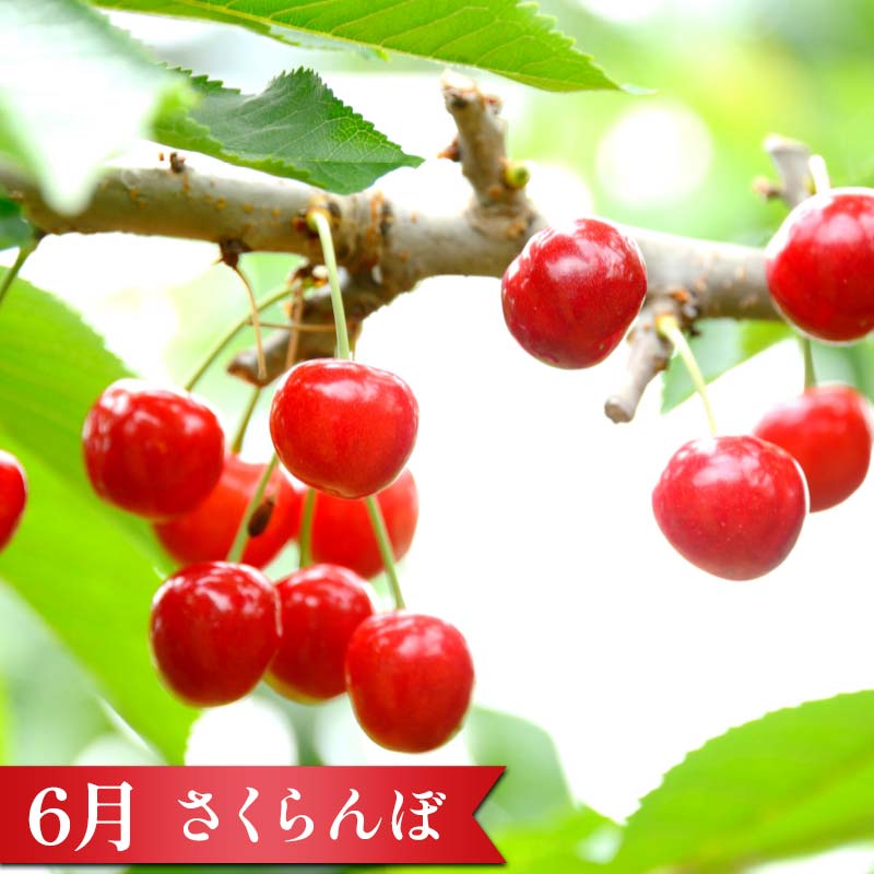 【ふるさと納税】《定期便5回》 南陽市商工会女性部プロデュース 【なんようの農産品 定期便】 山形県 南陽市 [2266] サムネイル2