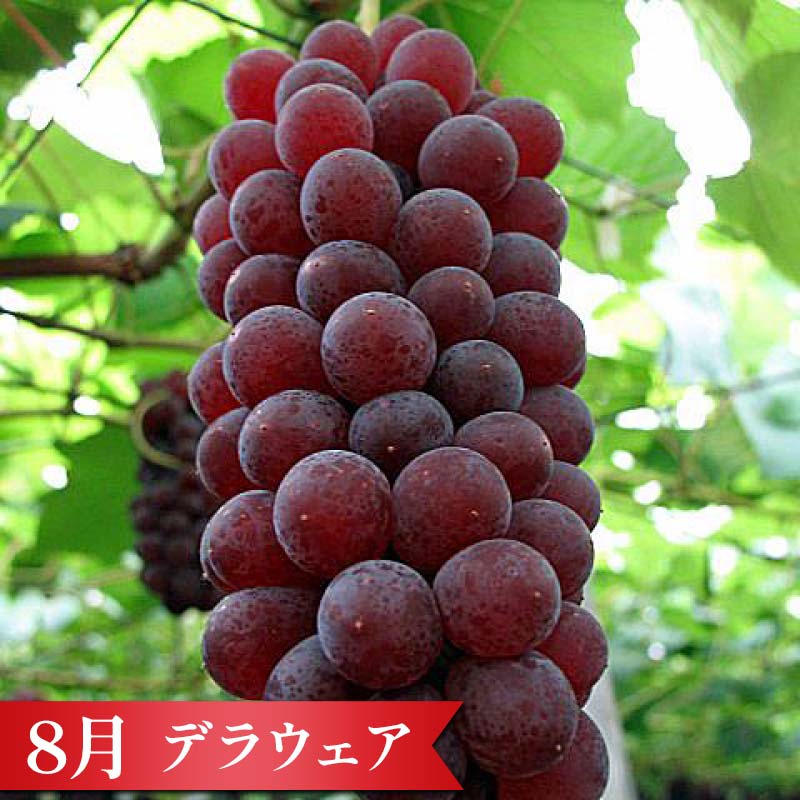 【ふるさと納税】《定期便5回》 南陽市商工会女性部プロデュース 【なんようの農産品 定期便】 山形県 南陽市 [2266] サムネイル3