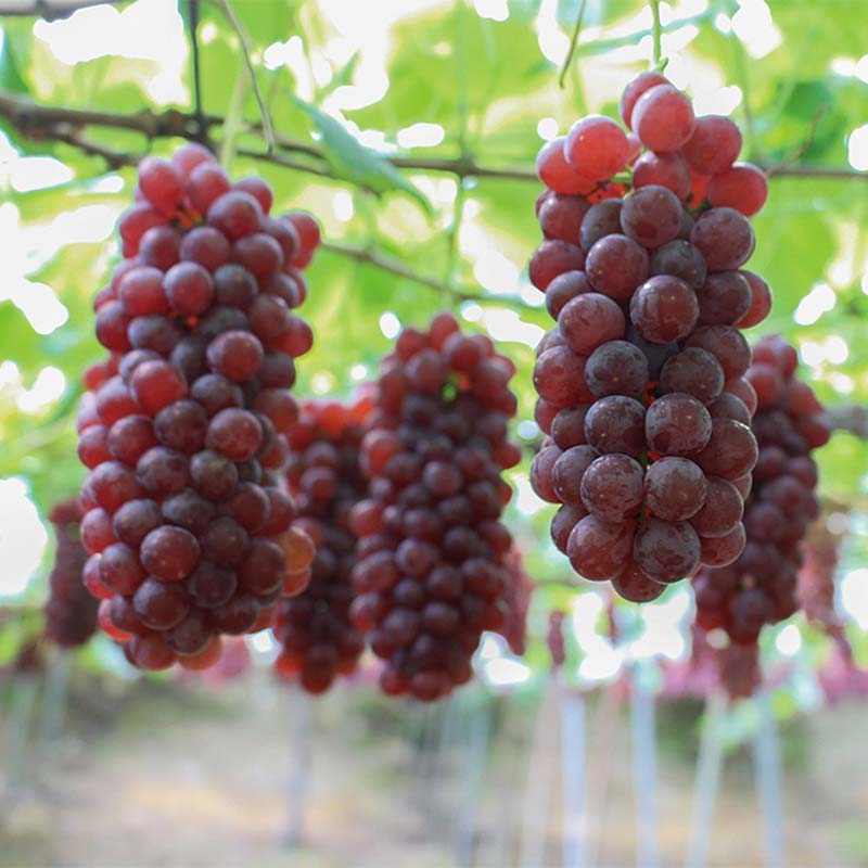 【ふるさと納税】 果樹園生まれの ドライフルーツ 「陽果ドライ」 10個詰合せ (枝付き干しぶどう入り) 『漆山果樹園』 デラウェア シャインマスカット 山形県 南陽市 [2419] サムネイル2