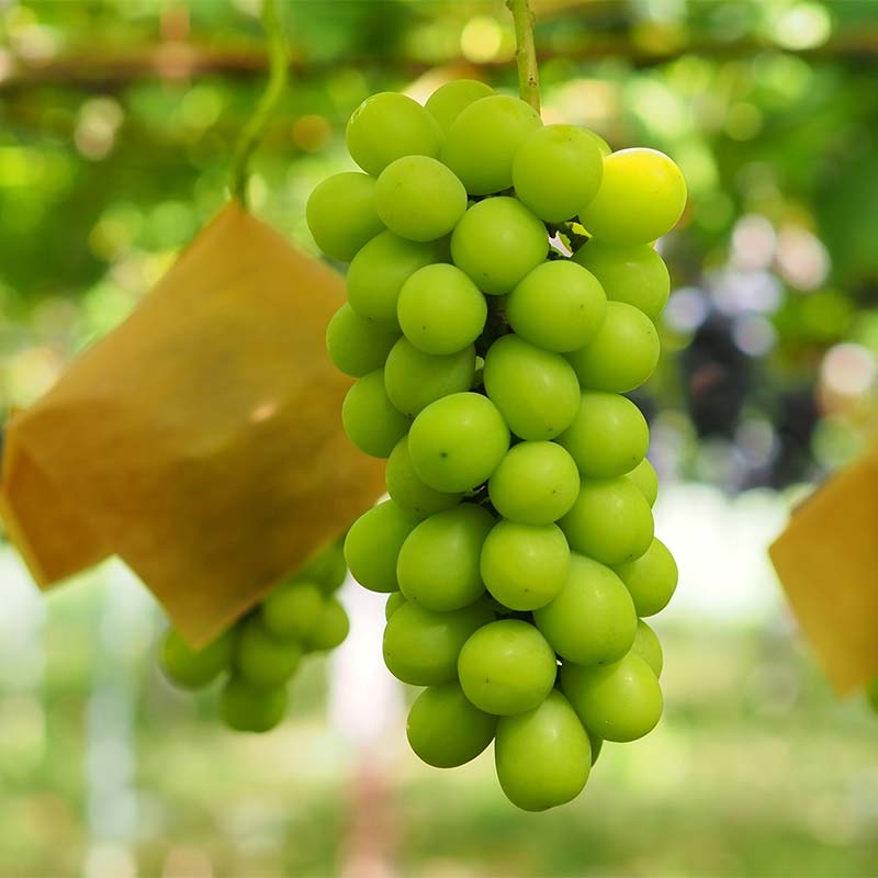 【ふるさと納税】 【令和8年産先行予約】 シャインマスカット 600g前後 (1房) 《令和8年9月中旬～発送》 『漆山果樹園』 マスカット 葡萄 ぶどう ブドウ 果物 フルーツ デザート 山形県 南陽市 [811-R8] サムネイル2