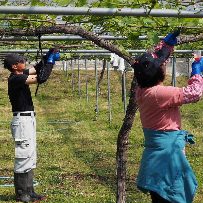【ふるさと納税】 【令和8年産先行予約】 シャインマスカット 600g前後 (1房) 《令和8年9月中旬～発送》 『漆山果樹園』 マスカット 葡萄 ぶどう ブドウ 果物 フルーツ デザート 山形県 南陽市 [811-R8] サムネイル3