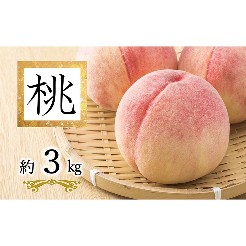 【令和8年産先行予約】 白桃「あかつき・まどか・川中島・おどろき」 約3kg (9玉以上 秀) 《令和8年8月上旬～発送》 『南陽中央青果市場』 桃 もも 果物 フルーツ デザート 山形県 南陽市 [2585]