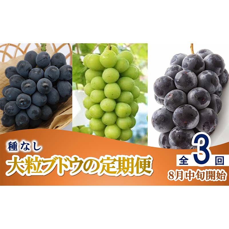【令和8年産先行予約】 《定期便3回》 種無し大粒ブドウ 定期便 《令和8年8月中旬～発送》 『南陽中央青果市場』 葡萄 ぶどう ブドウ 高尾 シャインマスカット ピオーネ 果物 フルーツ デザート 山形県 南陽市 [2586]