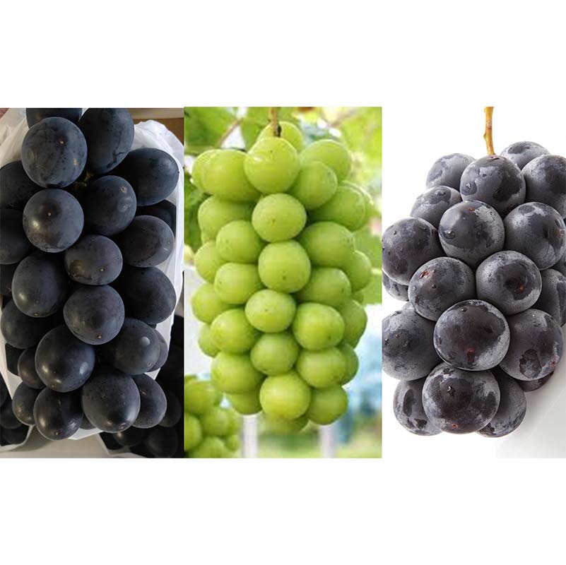 【ふるさと納税】 【令和8年産先行予約】 《定期便3回》 種無し大粒ブドウ 定期便 《令和8年8月中旬～発送》 『南陽中央青果市場』 葡萄 ぶどう ブドウ 高尾 シャインマスカット ピオーネ 果物 フルーツ デザート 山形県 南陽市 [2586] サムネイル2