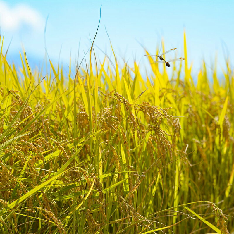 【ふるさと納税】 レトルトパック 「特別栽培米 夢ごこち 玄米ごはん」 160g×24パック 『(株)黒澤ファーム』 米 玄米 ご飯 レトルト 保存食 非常食 備蓄 防災 山形県 南陽市 [2328] - 画像2