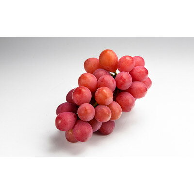 【ふるさと納税】 《先行予約》2026年 山形県産 クイーンニーナ 1房入り やまのべ多田農園のぶどう 送料無料 F20A-999 サムネイル2