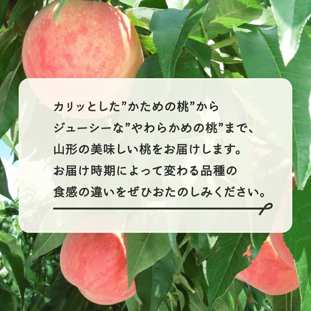 【ふるさと納税】【先行予約】《10月以降寄附額改定予定》もも 白桃 秀品 品種おまかせ 化粧箱入り 約2kg 令和8年産 2026年産 山形県産 果物 送料無料 ns-mohtx2 ※沖縄・離島への配送不可 10月以降値上げ 値上げ サムネイル2