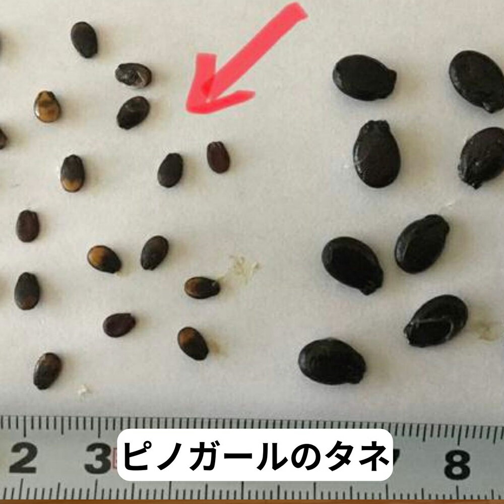 【ふるさと納税】 《先行予約》2026年 山形県産 お子さんに大人気！小玉スイカ「ピノガール」 1玉（2kg以上） すいか スイカ 西瓜 フルーツ 果物 野菜 送料無料 F21A-245 サムネイル3