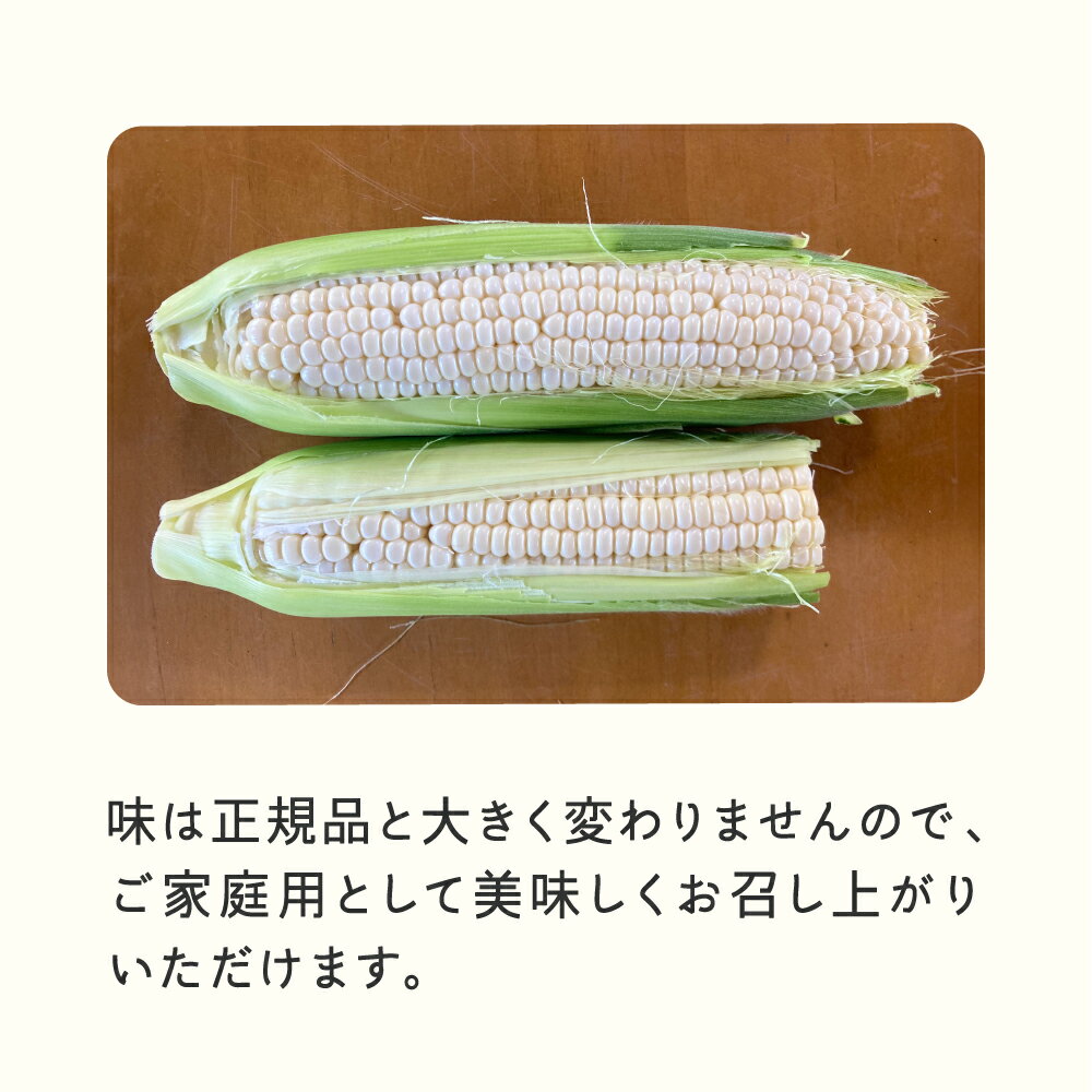 【ふるさと納税】 ≪先行予約≫ 農業者支援 ご家庭用 2026年 山形県産 ホワイトコーン ピュアホワイト 1.9kg 生で味わう 白とうもろこし トウモロコシ コーン 夏 野菜 やさい ※沖縄・離島への配送不可 送料無料 ot-cnwwx2 - 画像3