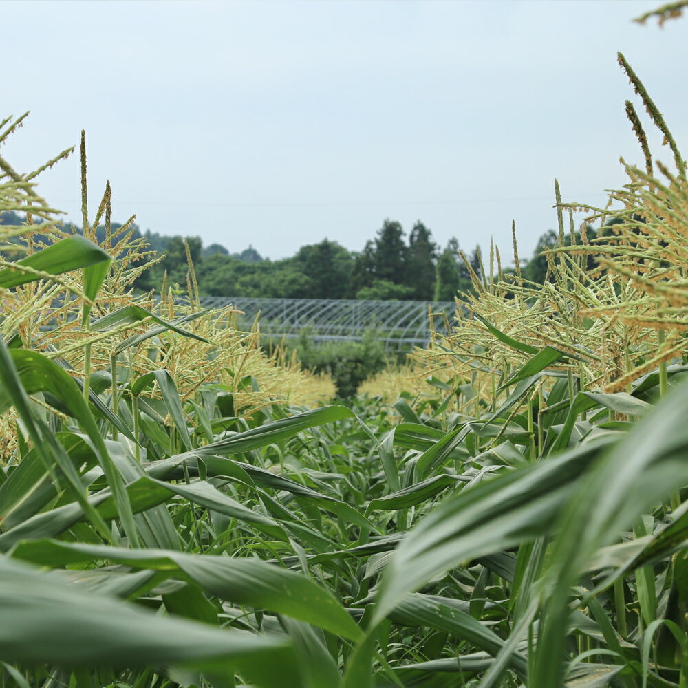 【ふるさと納税】 《先行予約》2026年 山形県産 農業者支援 ご家庭用 ゴールドラッシュ 1.8kg とうもろこし トウモロコシ コーン 夏 野菜 やさい ※沖縄・離島への配送不可 送料無料 ot-cngwx1800 - 画像2