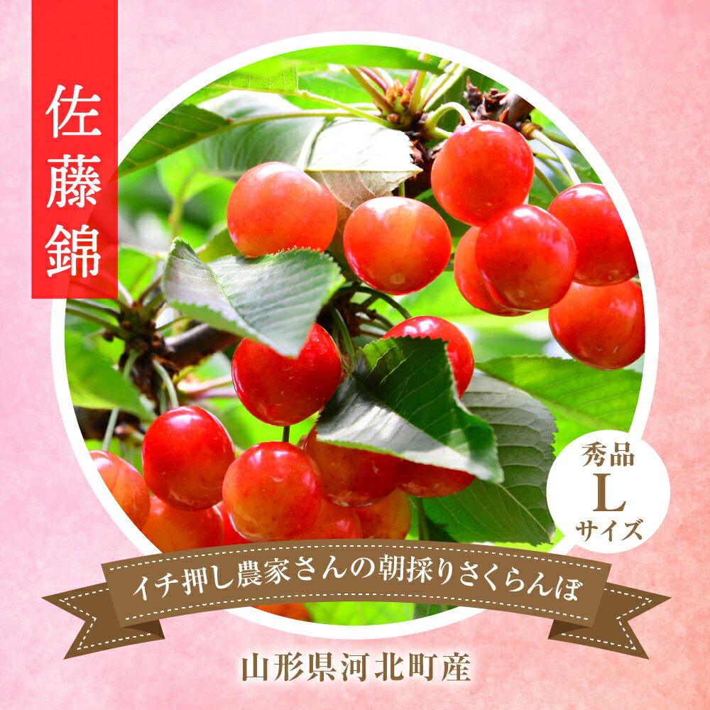 【ふるさと納税】【令和8年産】朝採り＆当日出荷！イチ押し農家さんの朝採りさくらんぼ「佐藤錦」秀品 1kg（500g×2パック）バラ詰め 山形県河北町産【河北町観光物産協会】サクランボ フルーツ 果物 くだもの 送料無料 サムネイル2