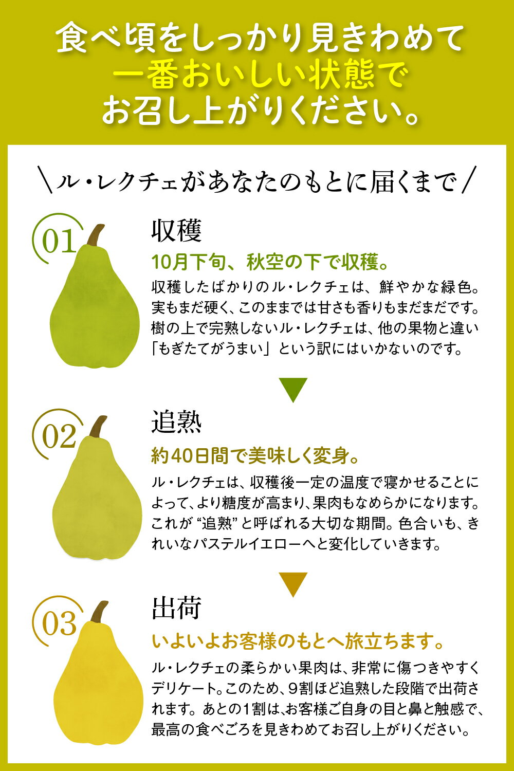 【ふるさと納税】※数量限定※ 【令和7年産】 洋梨 「 ル・レクチェ 」3kg 数量限定 フルーツ 山形県 河北町 産地 直送 送料 無料 贈答 ギフト【かほくらし社】 サムネイル2
