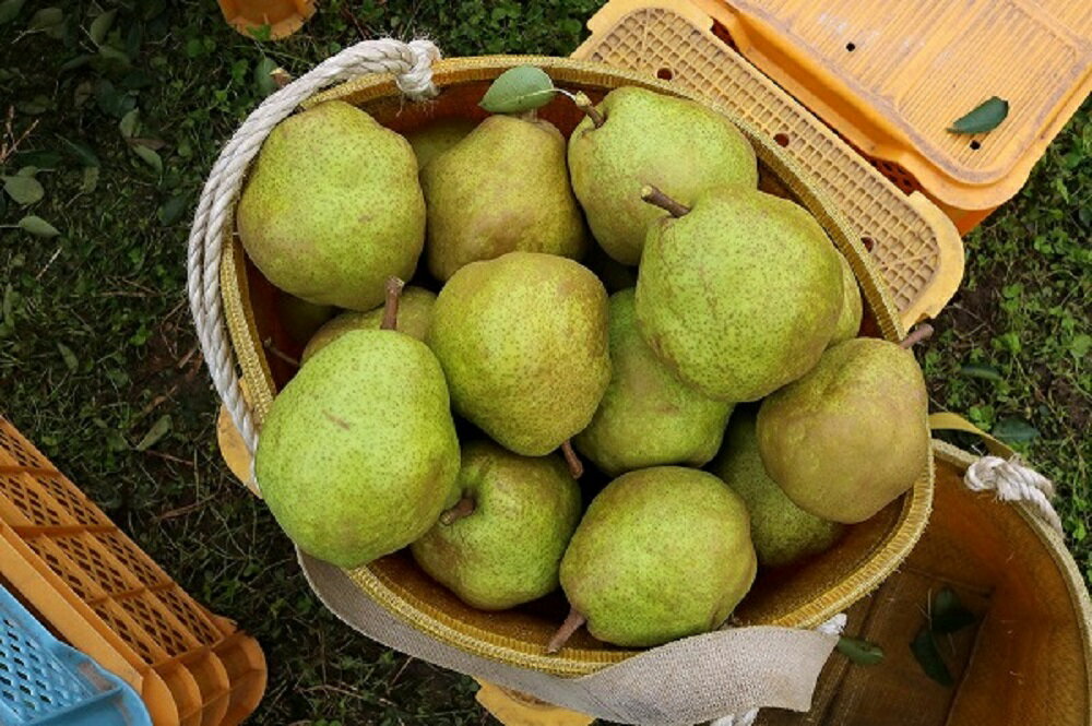 【ふるさと納税】【令和7年産】洋梨「ラ・フランス」 秀以上 3kg【かほくらし社】 果物 果実 フルーツ 山形 洋なし 西洋梨 秋 旬 送料無料 産地直送 お取り寄せ 山形県 河北町【かほくらし社】 サムネイル2