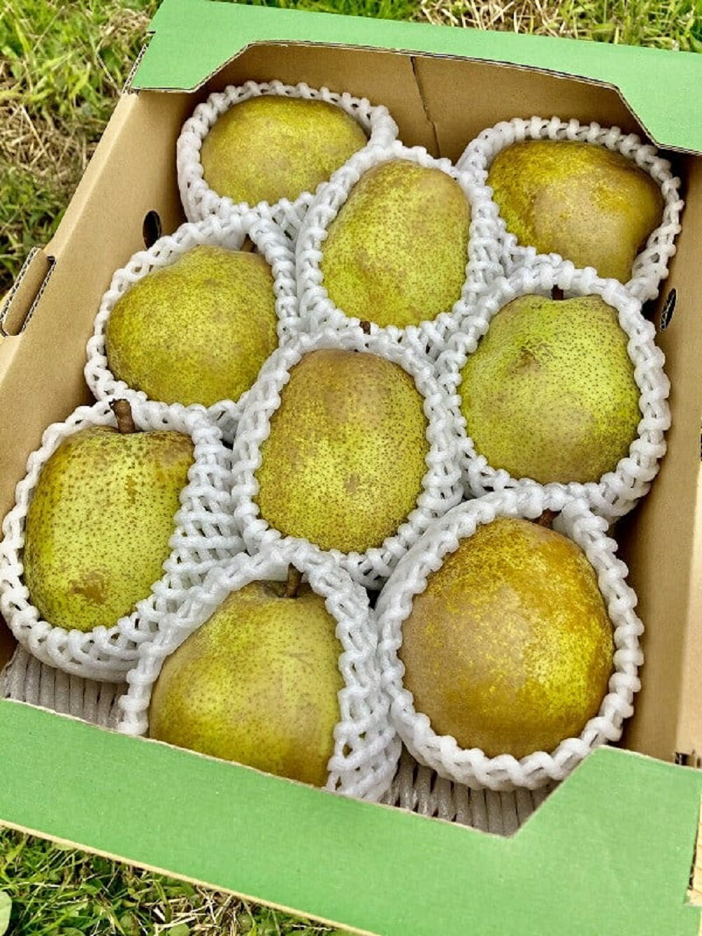 【ふるさと納税】【令和7年産】洋梨「ラ・フランス」 秀以上 3kg【かほくらし社】 果物 果実 フルーツ 山形 洋なし 西洋梨 秋 旬 送料無料 産地直送 お取り寄せ 山形県 河北町【かほくらし社】 サムネイル3