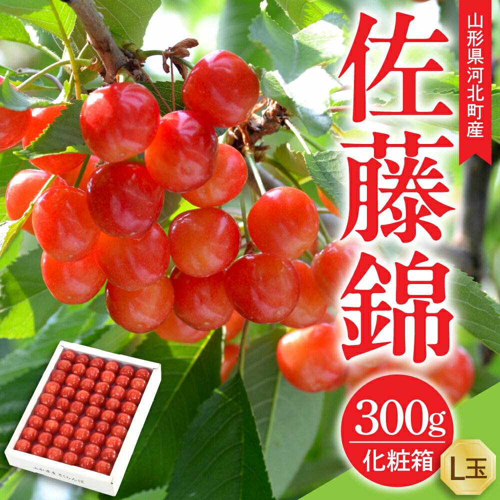 【令和8年産】さくらんぼ 佐藤錦 300g L玉 手詰め 特秀品 化粧箱入 山形県河北町産 【山形eLab】 フルーツ 人気 贈答 2026年産 送料無料 山形県 河北町