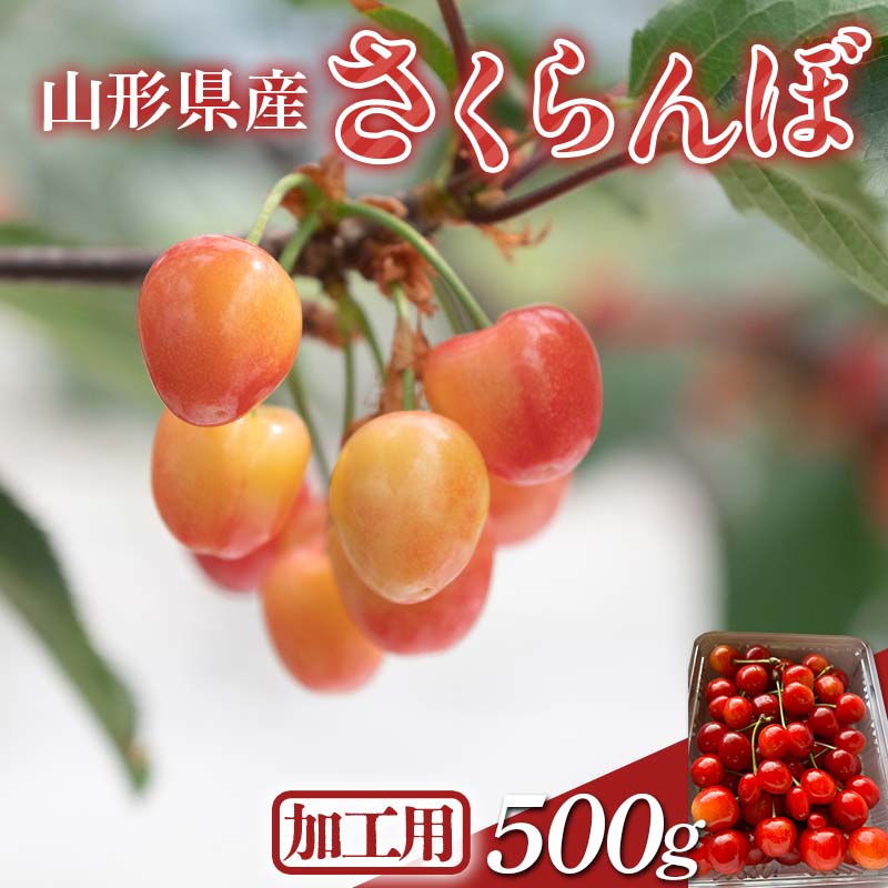≪2026年先行予約≫加工用 山形県 品種おまかせ さくらんぼ 500g バラパック 2026年6月上旬頃から順次発送 果物 くだもの フルーツ 夏果物 サクランボ チェリー 訳あり ご自宅用 ご家庭用 農業者支援品 農家支援品 山形県 西川町 月山 FYN6-050