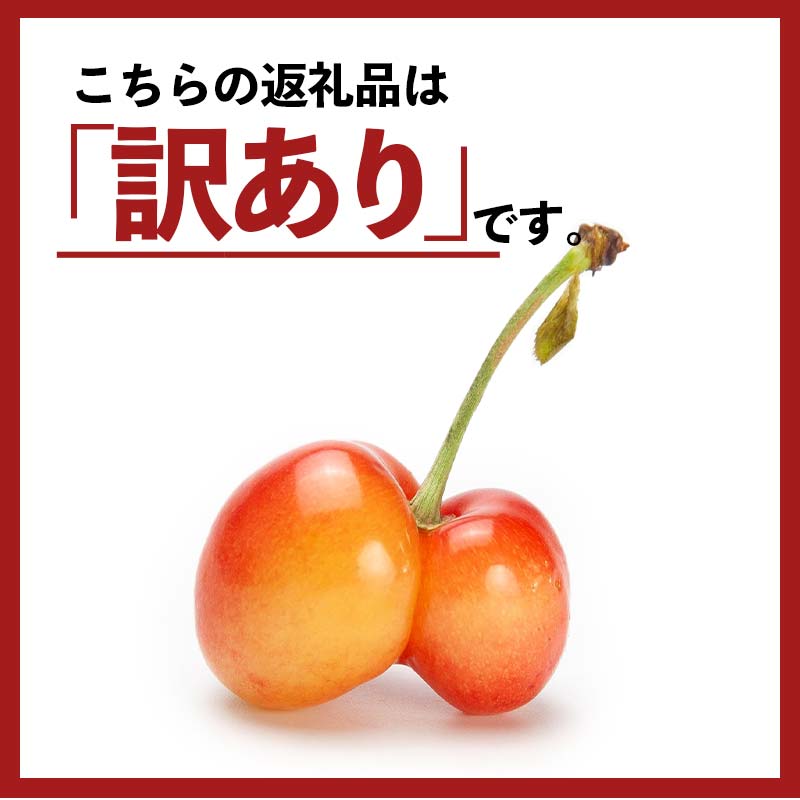 【ふるさと納税】≪2026年先行予約≫加工用 山形県 品種おまかせ さくらんぼ 500g バラパック 2026年6月上旬頃から順次発送 果物 くだもの フルーツ 夏果物 サクランボ チェリー 訳あり ご自宅用 ご家庭用 農業者支援品 農家支援品 山形県 西川町 月山 FYN6-050 サムネイル2