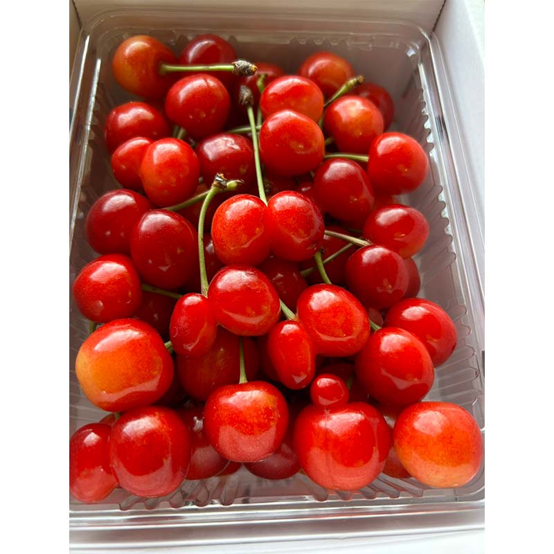 【ふるさと納税】≪2026年先行予約≫加工用 山形県 品種おまかせ さくらんぼ 500g バラパック 2026年6月上旬頃から順次発送 果物 くだもの フルーツ 夏果物 サクランボ チェリー 訳あり ご自宅用 ご家庭用 農業者支援品 農家支援品 山形県 西川町 月山 FYN6-050 サムネイル3