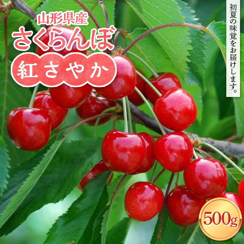 ≪2026年先行予約≫山形県産 さくらんぼ 紅さやか 500g M～L バラパック詰め 2026年6月上旬から順次発送 果実 果物 くだもの フルーツ 早生 桜桃 サクランボ 自宅用 家庭用 山形県 西川町 月山 FYN6-051