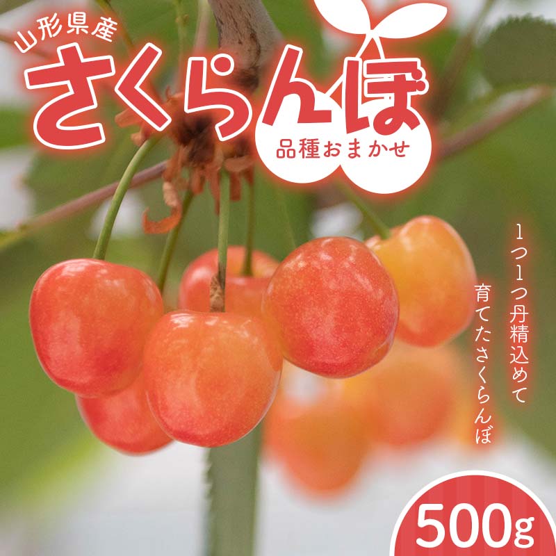 ≪2026年先行予約≫山形県 品種おまかせ さくらんぼ 500g M～L 秀品 バラパック 2026年6月上旬頃から順次発送 果物 くだもの フルーツ 夏果物 サクランボ チェリー ご自宅用 ご家庭用 山形県 西川町 月山 FYN6-053