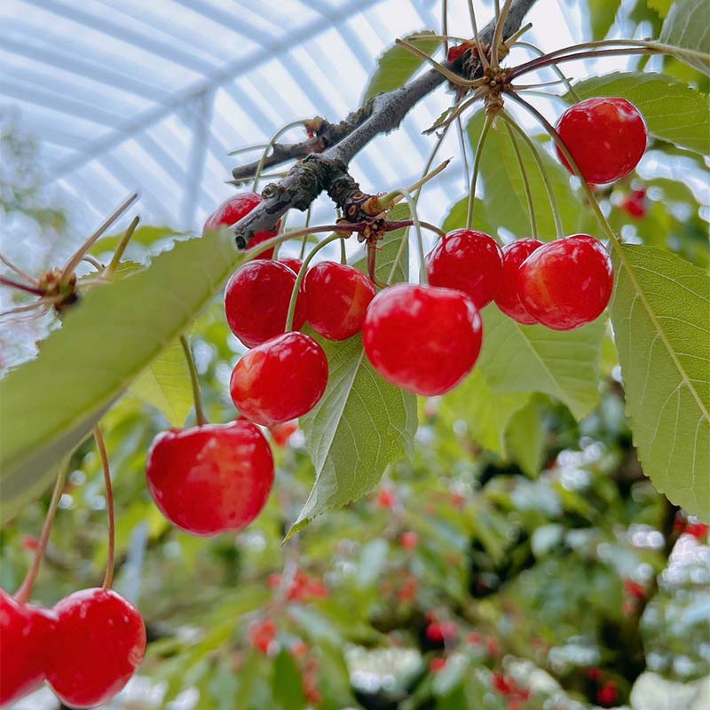 【ふるさと納税】≪2026年先行予約≫山形県 品種おまかせ さくらんぼ 500g M～L 秀品 バラパック 2026年6月上旬頃から順次発送 果物 くだもの フルーツ 夏果物 サクランボ チェリー ご自宅用 ご家庭用 山形県 西川町 月山 FYN6-053 サムネイル2