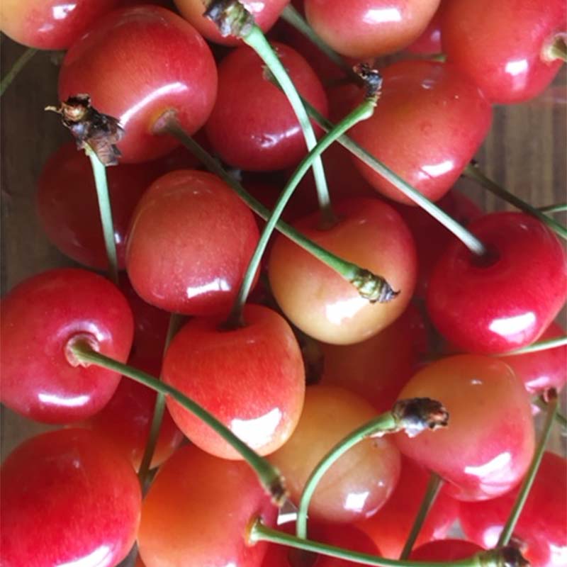 【ふるさと納税】≪2026年先行予約≫山形県 品種おまかせ さくらんぼ 500g M～L 秀品 バラパック 2026年6月上旬頃から順次発送 果物 くだもの フルーツ 夏果物 サクランボ チェリー ご自宅用 ご家庭用 山形県 西川町 月山 FYN6-053 サムネイル3