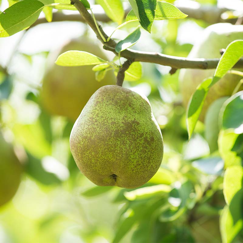 【ふるさと納税】 ≪2025年先行予約≫贈答用 山形県産 西洋梨 ラ・フランス 約3kg (9～10玉) 秀品 2025年11月上旬から順次発送 洋梨 洋なし ラフランス 秋果実 果物 くだもの フルーツ 贈り物 ギフト 産地直送 山形県 西川町 月山 FYN6-056 サムネイル2