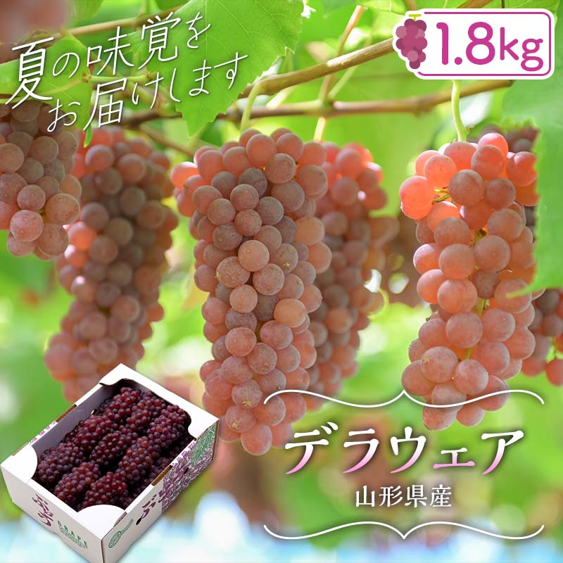 ≪2026年先行予約≫山形県産 デラウェア 1.8kg(9～16房) 秀品 2026年8月上旬から順次発送 種無し 小粒 食べやすい ぶどう ブドウ 葡萄 くだもの 果物 フルーツ 夏果実 箱入り 中元 贈り物 ギフト 自宅 家庭 産地直送 山形県 西川町 月山 FYN6-064