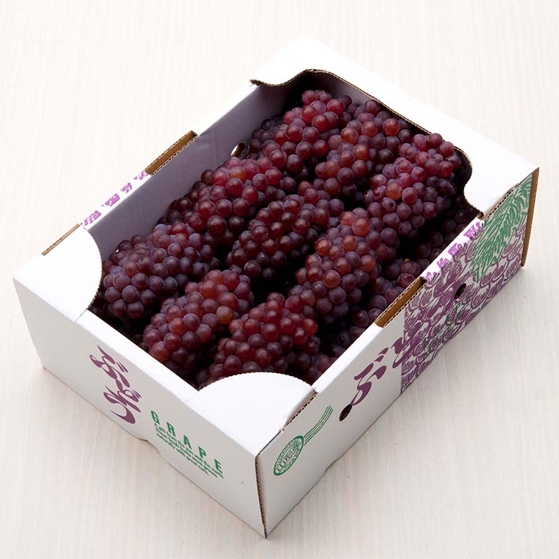 【ふるさと納税】 ≪2026年先行予約≫山形県産 デラウェア 1.8kg(9～16房) 秀品 2026年8月上旬から順次発送 種無し 小粒 食べやすい ぶどう ブドウ 葡萄 くだもの 果物 フルーツ 夏果実 箱入り 中元 贈り物 ギフト 自宅 家庭 産地直送 山形県 西川町 月山 FYN6-064 サムネイル3